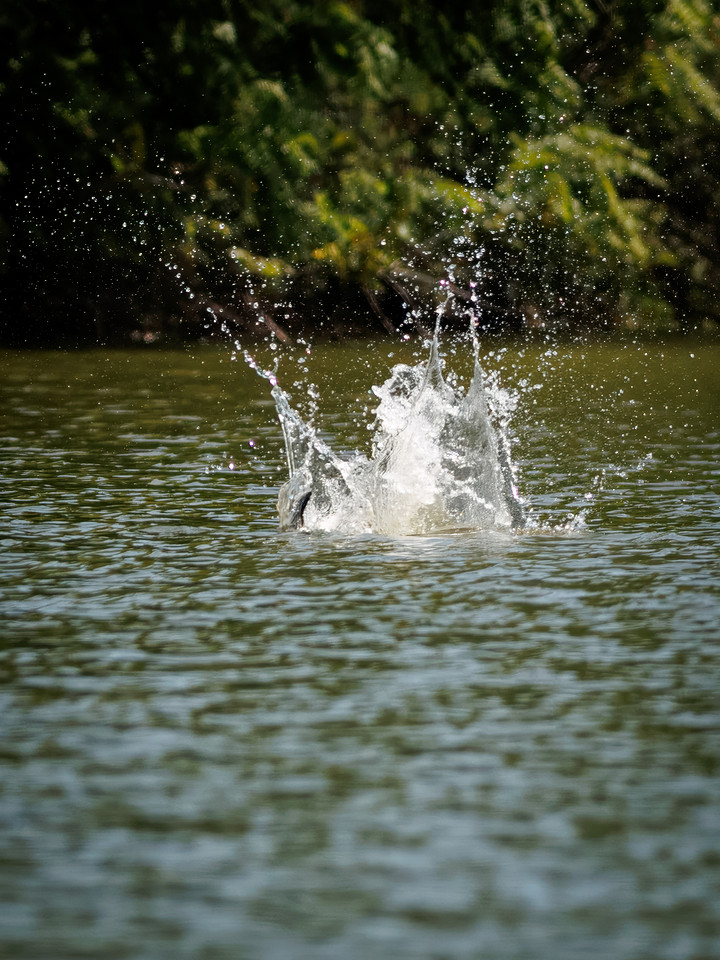 Caspian Tern Dive