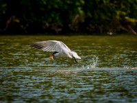 Caspian Tern Dive