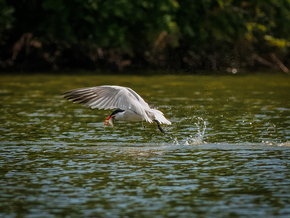 Caspian Tern Dive