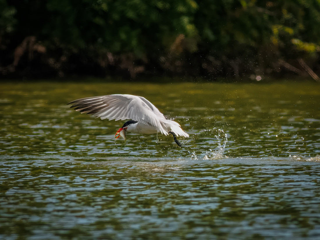 Caspian Tern Dive