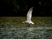 Caspian Tern Dive