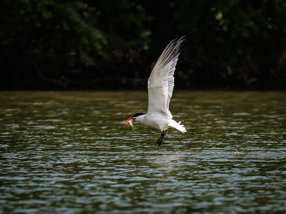 Caspian Tern Dive