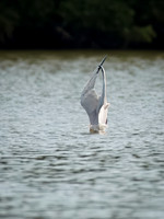 Caspian Tern Dive Sequence