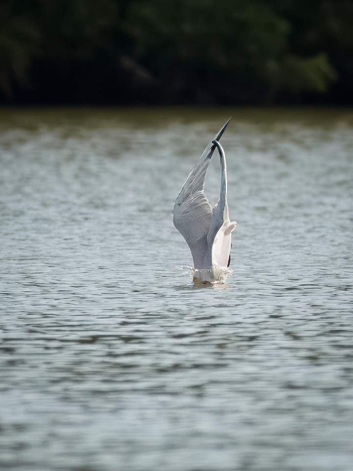 Caspian Tern Dive Sequence