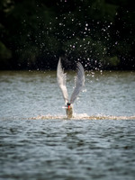 Caspian Tern Dive Sequence