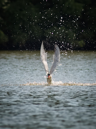 Caspian Tern Dive Sequence