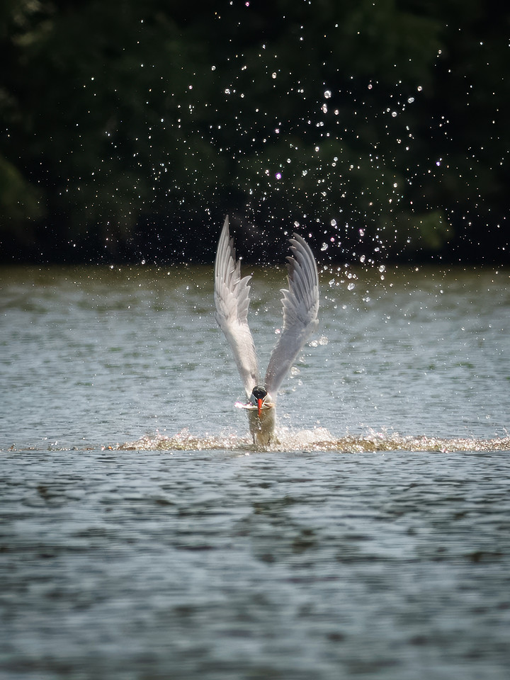 Caspian Tern Dive Sequence