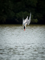 Caspian Tern Dive Sequence