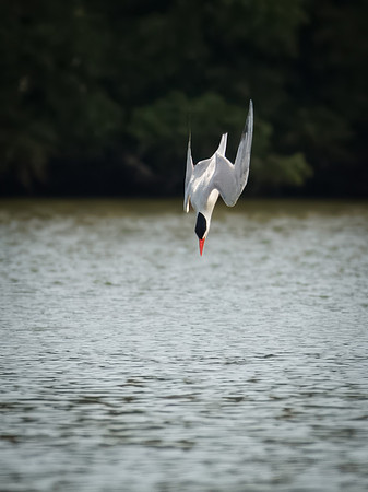 Caspian Tern Dive Sequence