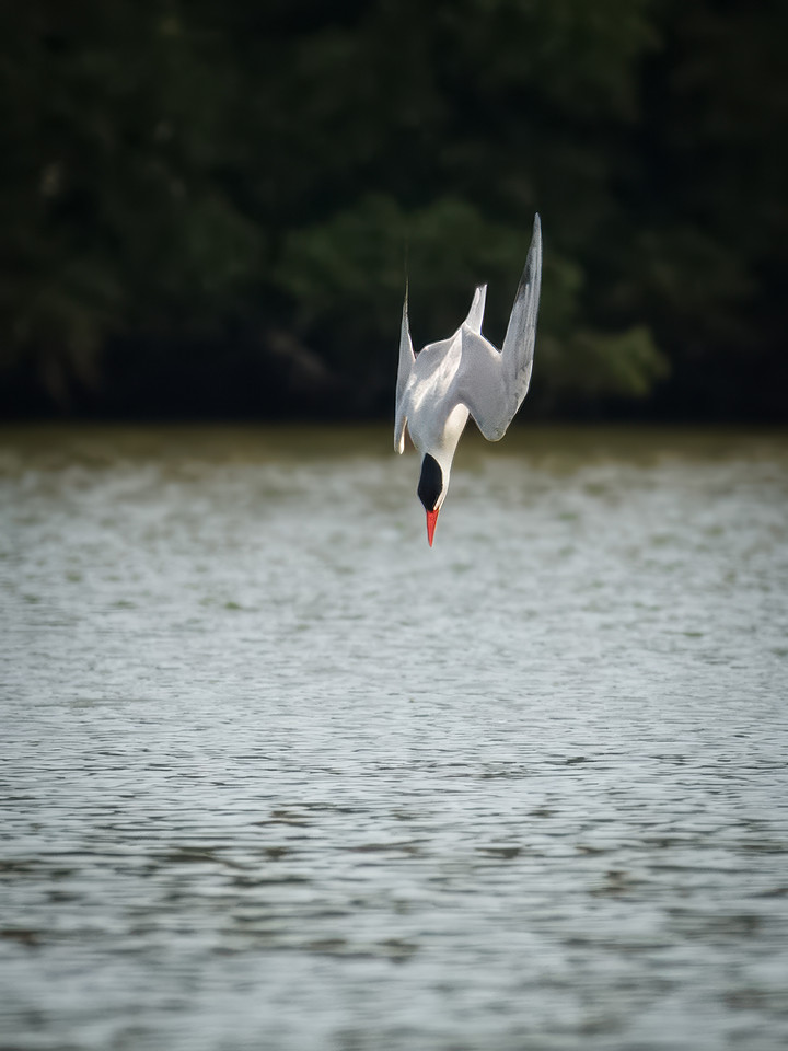 Caspian Tern Dive Sequence