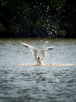 Caspian Tern Dive Sequence