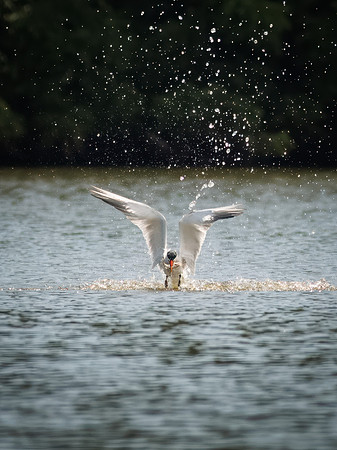 Caspian Tern Dive Sequence