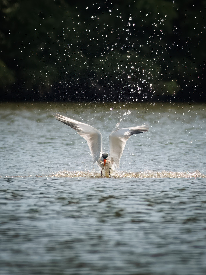 Caspian Tern Dive Sequence