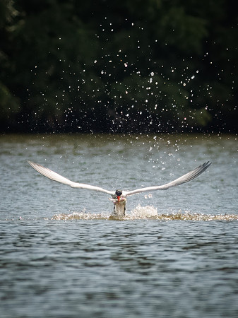 Caspian Tern Dive Sequence