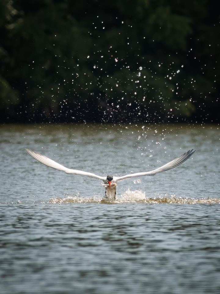 Caspian Tern Dive Sequence