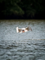 Caspian Tern Dive Sequence