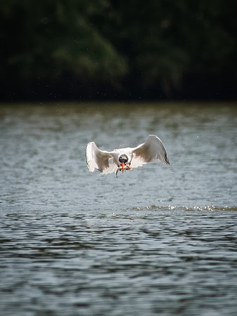 Caspian Tern Dive Sequence