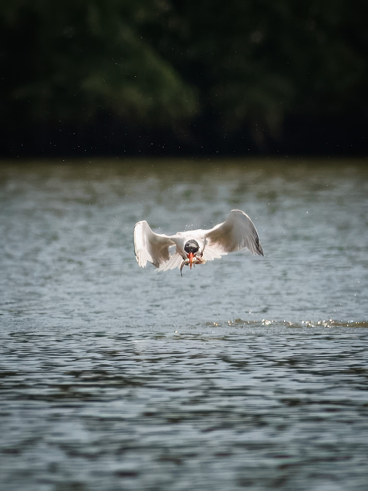 Caspian Tern Dive Sequence
