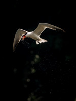 Caspian Tern Dive Sequence