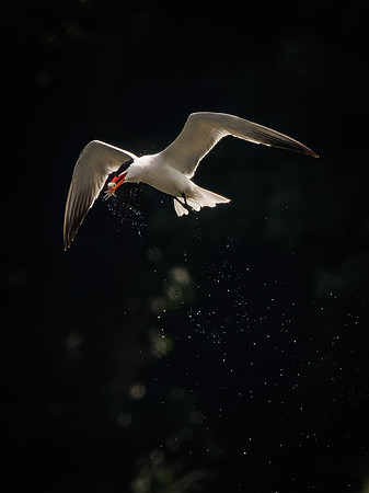 Caspian Tern Dive Sequence