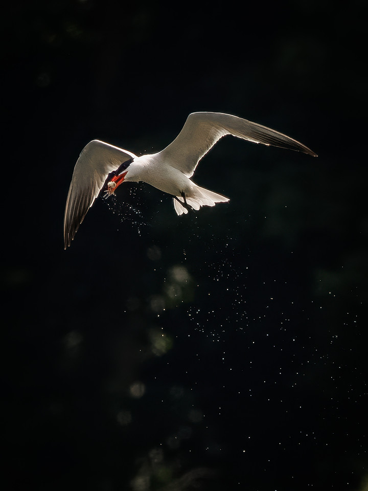 Caspian Tern Dive Sequence