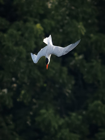 Caspian Tern Dive Sequence
