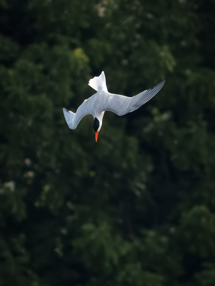 Caspian Tern Dive Sequence