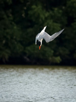 Caspian Tern Dive Sequence