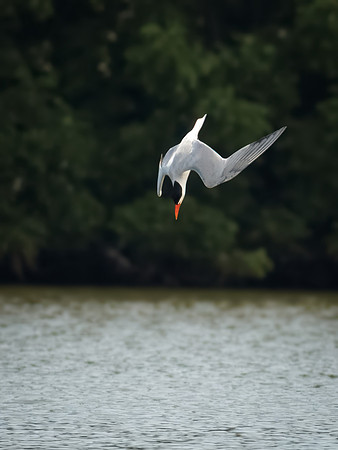 Caspian Tern Dive Sequence