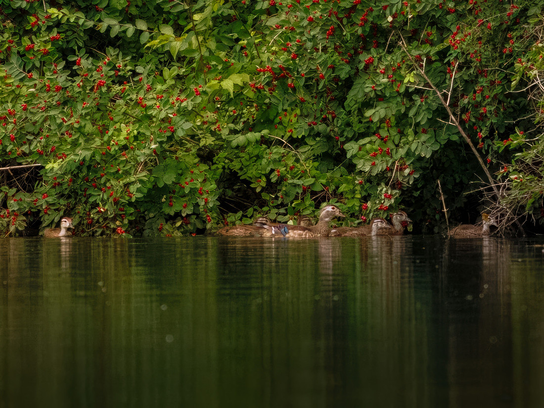 Wood Duck Hen with Ducklings