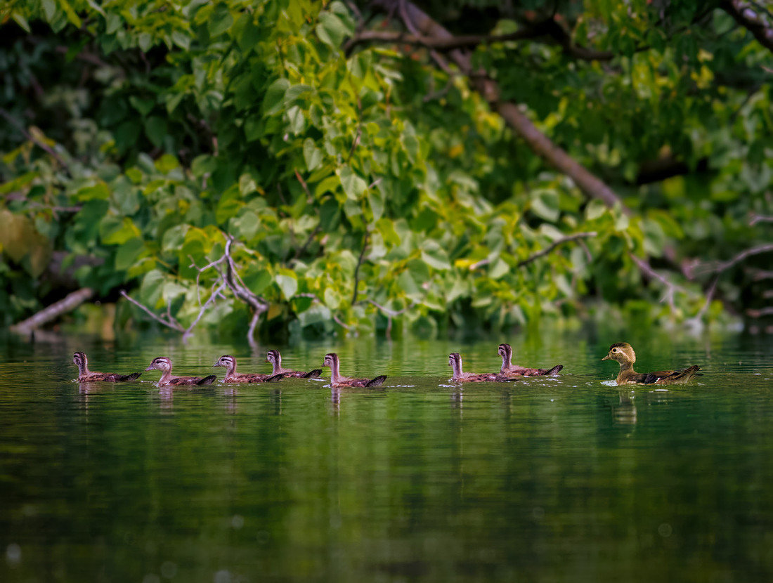 Wood Duck Hen with Ducklings