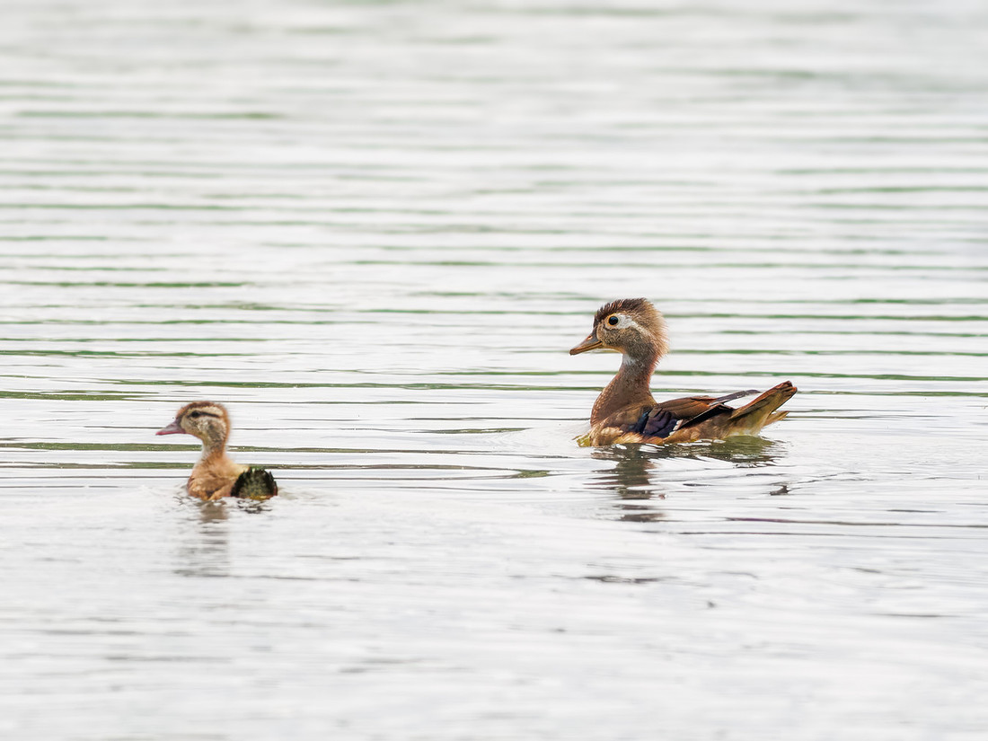 Wood Duck Hen with Ducklings