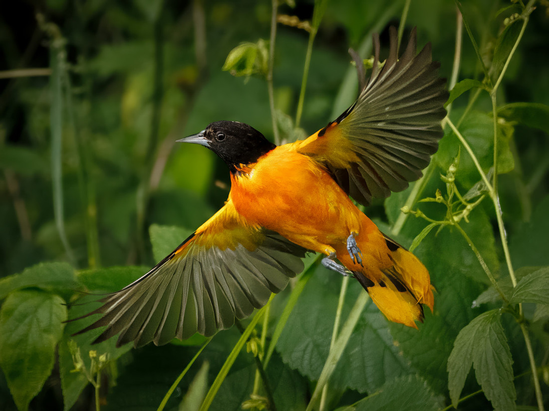 Baltimore Oriole Wings