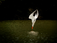 Gulls/Terns