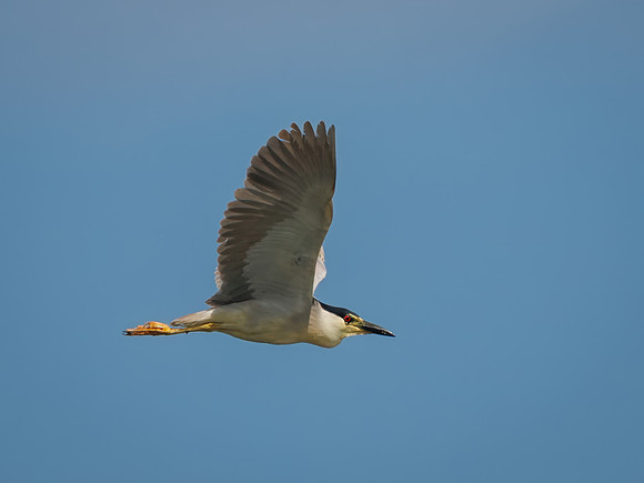 Black-crowned Night Heron