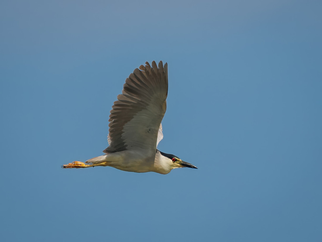 Black-crowned Night Heron