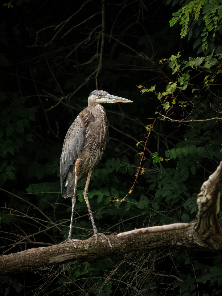 GBH!