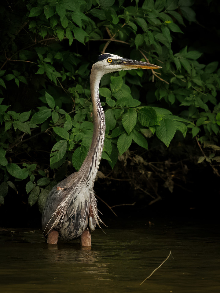 GBH!