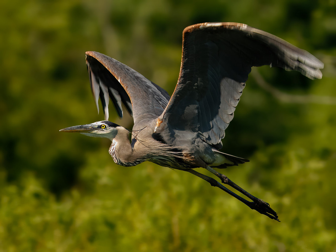 GBH!