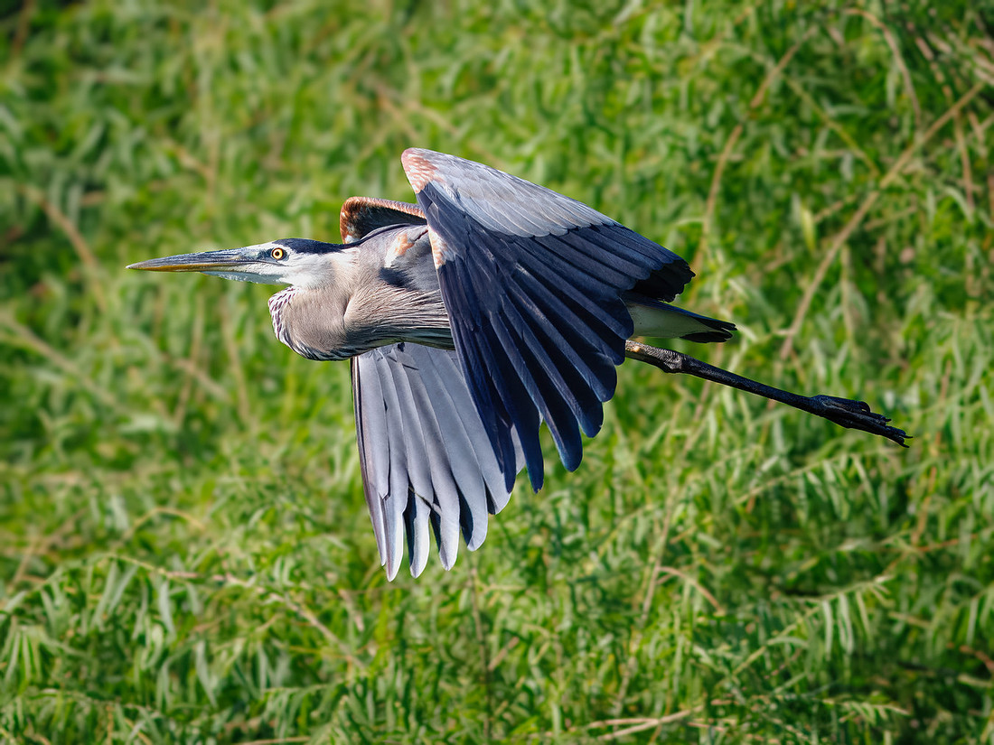 GBH!