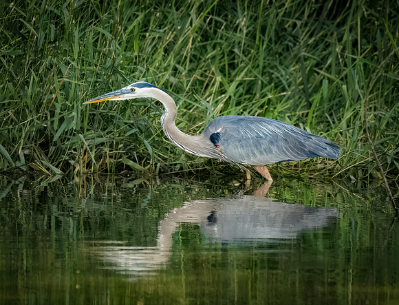 GBH!