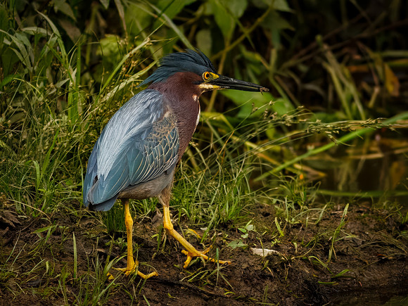 Green Heron