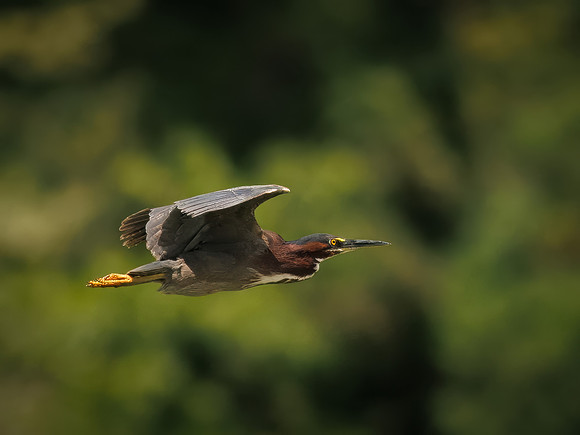 Green Heron