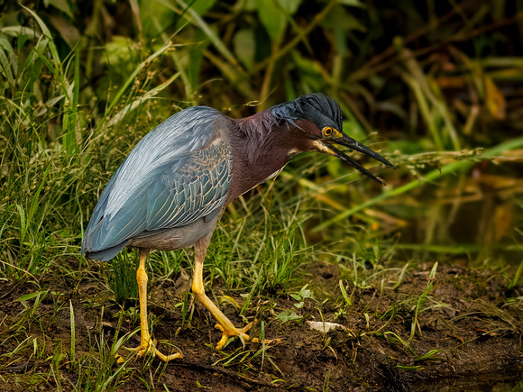 Green Heron