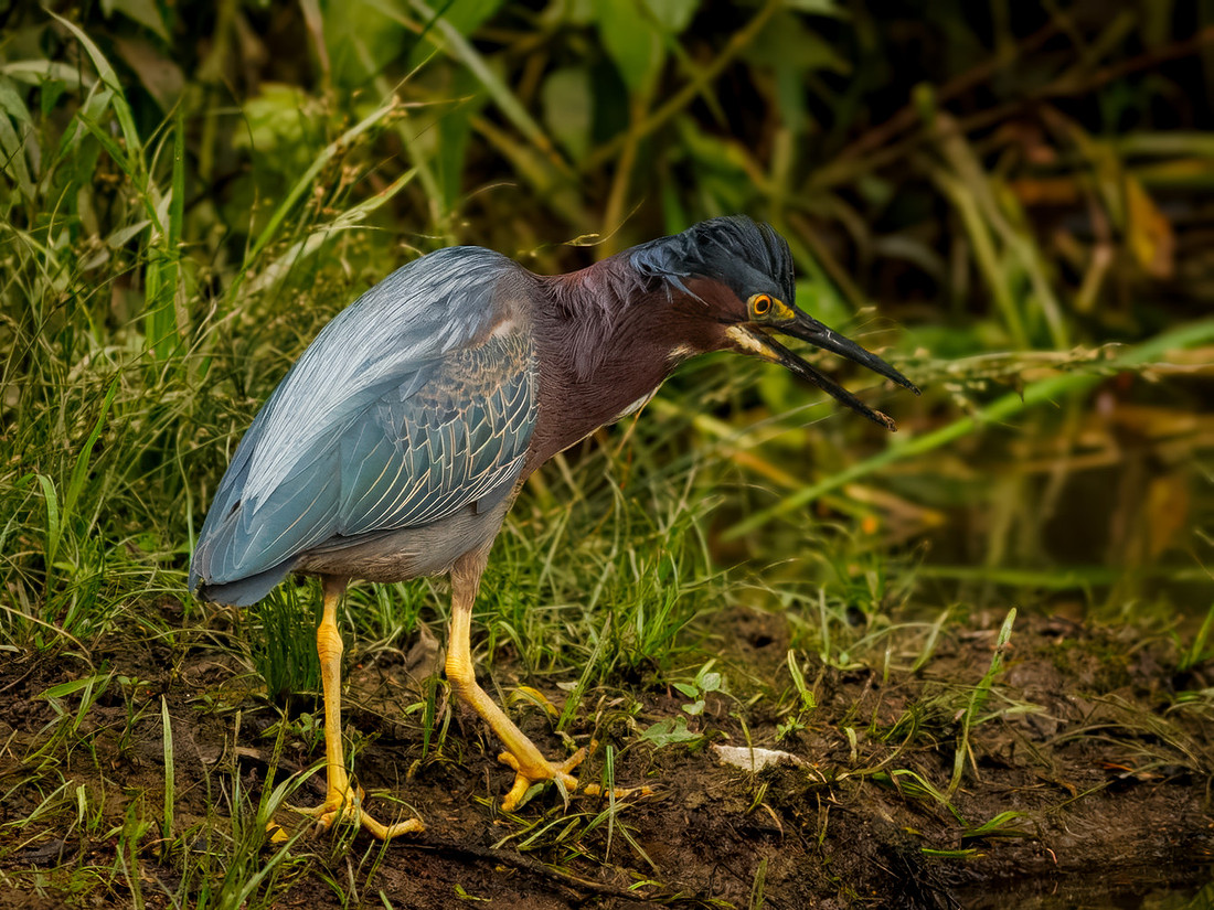 Green Heron