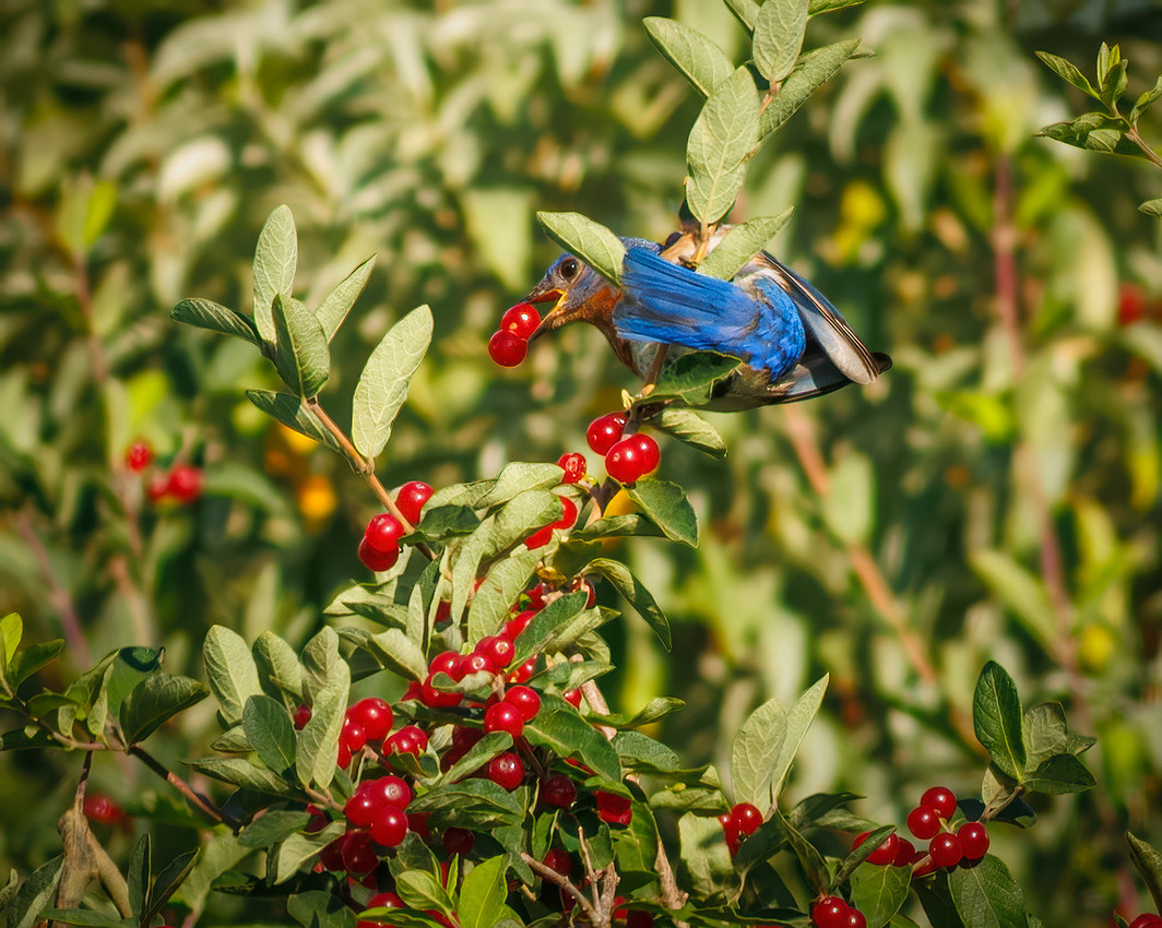 Eastern Bluebird with Berries