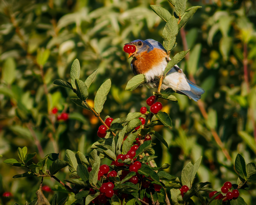 Eastern Bluebird with Berries
