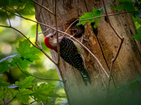 Red-bellied Woodpecker