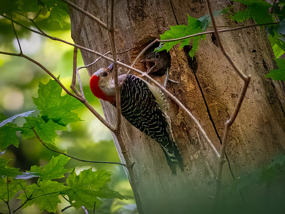 Red-bellied Woodpecker