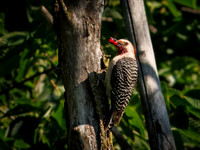 Red-bellied Woodpecker